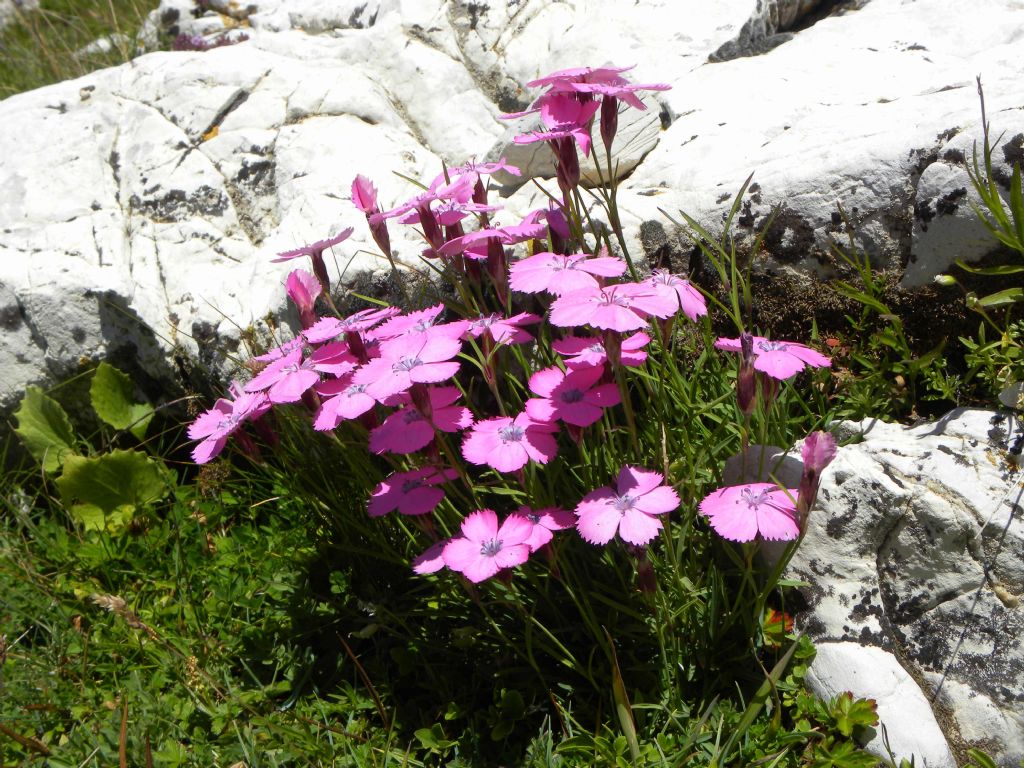 Dianthus cfr. pavonius